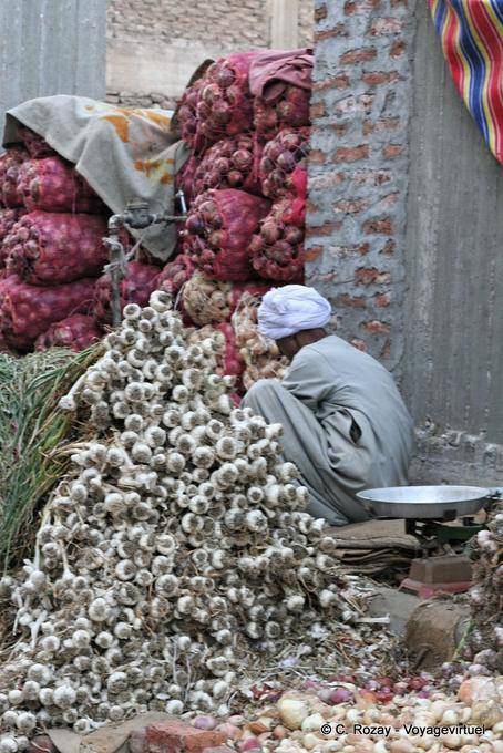 Profusión de propagación de ajo, Luxor - Egipto