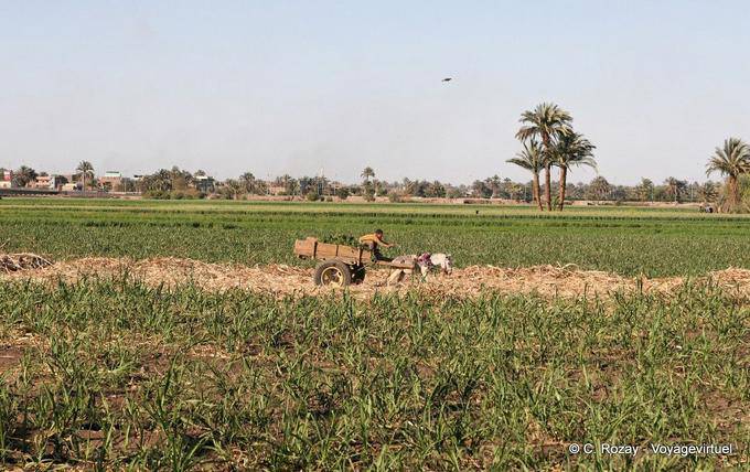 Camioneta de conducción en medio de la cosecha, un suburbio de Luxor - Egipto