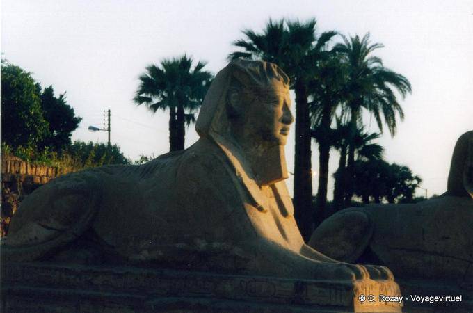 Rey cabeza Esfinge, dromos del templo de Luxor - Egipto