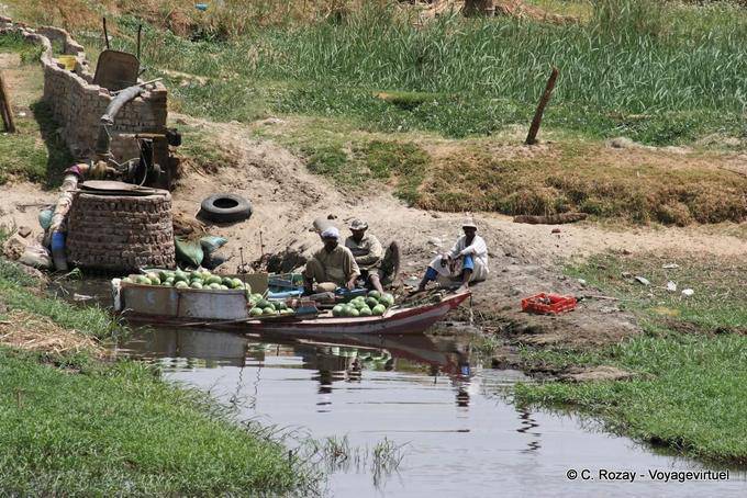 Productores de sandía Nilo - Egipto