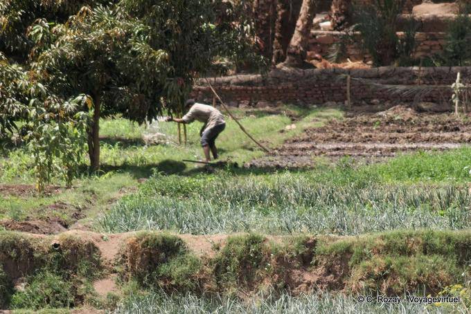 Trabajar la tierra en las orillas del Nilo - Egipto