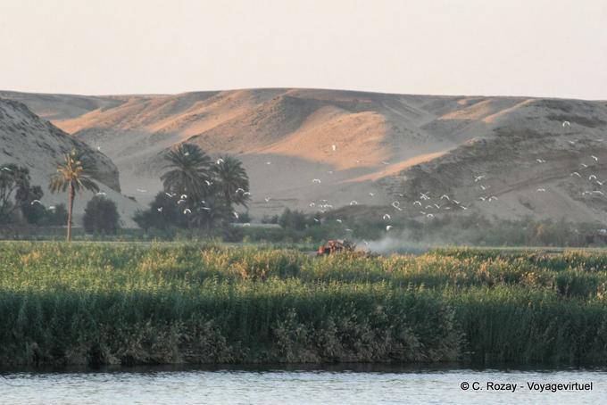 Vuelo de pájaros del Nilo - Egipto