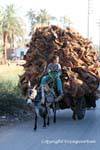 Transporte de corteza de palma, Luxor, Egipto.