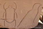 Escarabajo y pájaro, alivio empotrado, el templo de Karnak, Egipto.