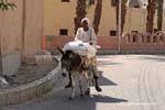 Hombre en un burro con su carga, calle Medinet Habu, Egipto.