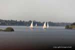 Falúas Regatta en el Nilo, Egipto.
