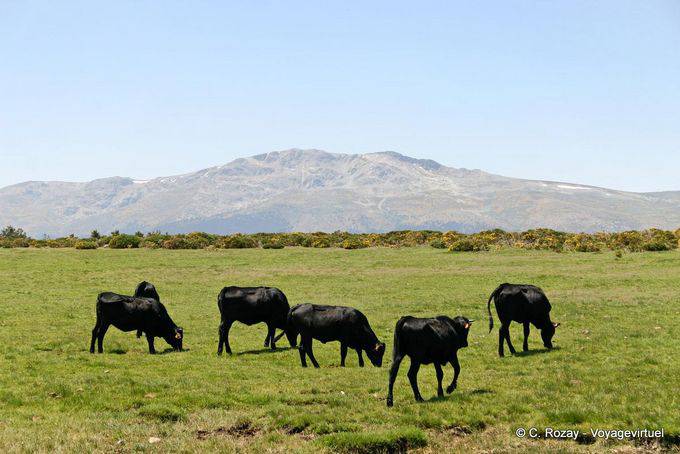 Toros en los prados, con vistas a la Najarra, Miraflores della Sierra - España