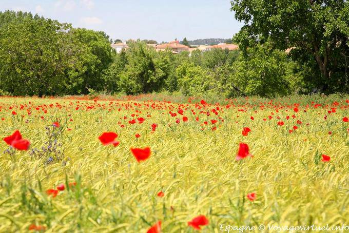 Cuenca, de campo y amapolas - España