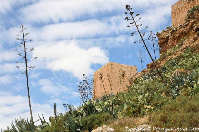 Lorca, áloe en Castillo - España