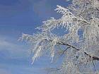 Cielo de invierno Frosty y el árbol, Haut-Doubs - Franco Condado, Francia.