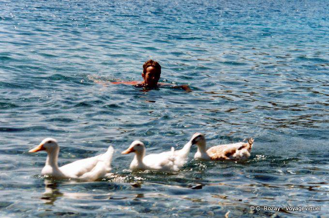 C'est la danse des canards à Sampatiki, Grecia