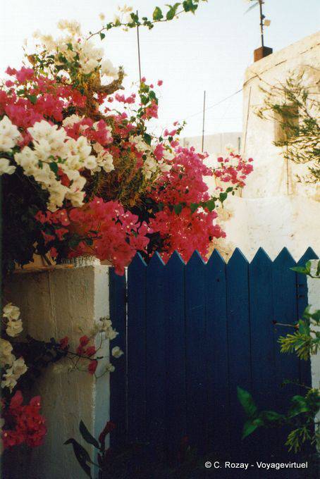 Bougainvillea en Chora, Anafi - Grecia