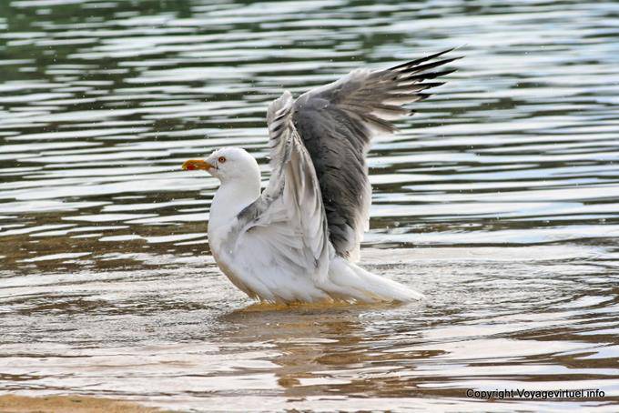 Serifos, Koutalas Vagia, Pájaro - Grecia