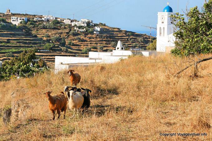 Sifnos, Apollonia, cabras - Grecia