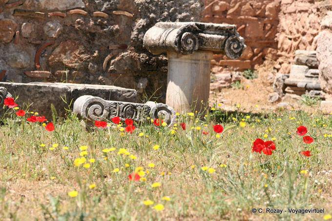 Amapolas en Delphi - Grecia