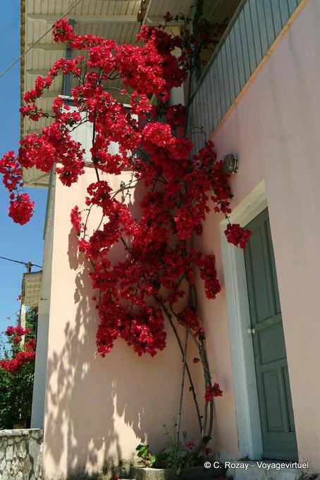 Bougainvillea en Aghios Nikitas, Lefkada - Grecia
