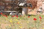 Amapolas en Delphi, Grecia.