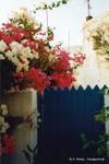 Bougainvillea en Chora, Anafi, Grecia.