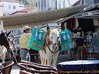 Carga de mula en el puerto, Hydra, Grecia.