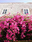 Bougainvillea en la pared, Hydra, Grecia.