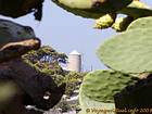Cactus y molino, Hydra, Grecia.