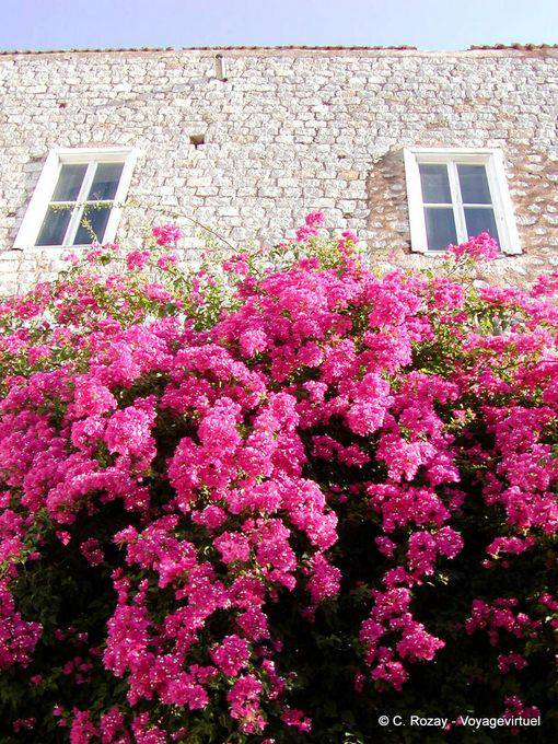 Bougainvillea en la pared, Hydra - Grecia