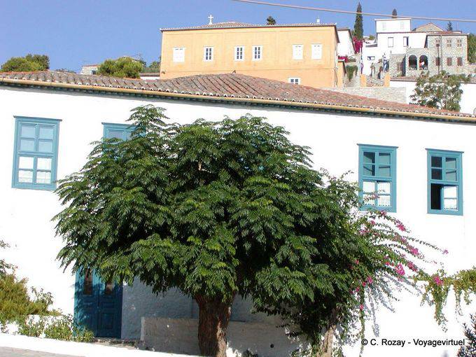 Viejo árbol, Hydra - Grecia