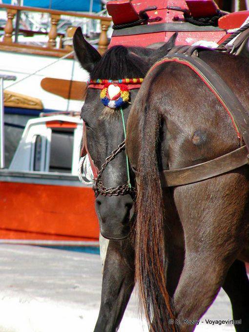 Terco, Hydra - Grecia