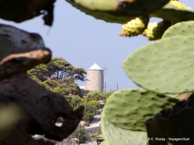 Cactus y molino, Hydra - Grecia