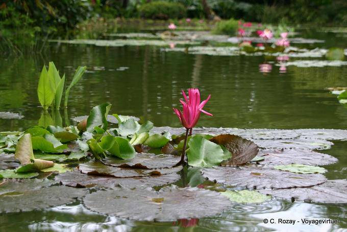 Lirios de agua de la Cuenca, Jardín Botánico, Deshaies - Guadalupe
