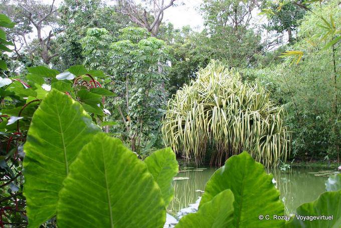 Lirios de charca, paisaje parque botánico, Deshaies - Guadalupe