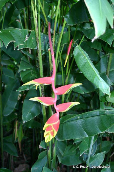 Jardín Botánico de Heliconia, planta tropical, Deshaies - Guadalupe