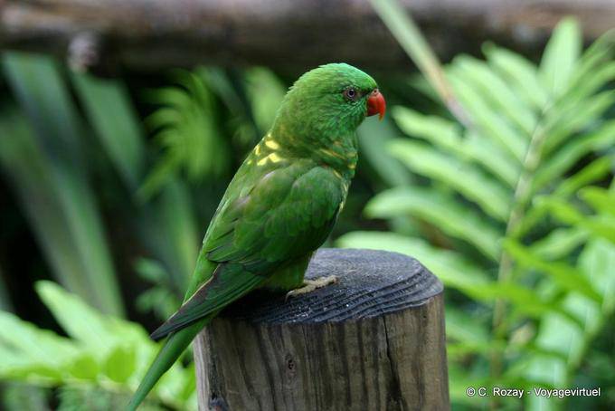Verde peruviana (Trichoglossus chlorolepidotus), Jardín de Deshaies - Guadalupe