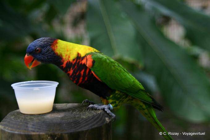 Arco iris peruviana (Trichoglossus haematodus) o Lory de Swainson, jardín Deshaies - Guadalupe