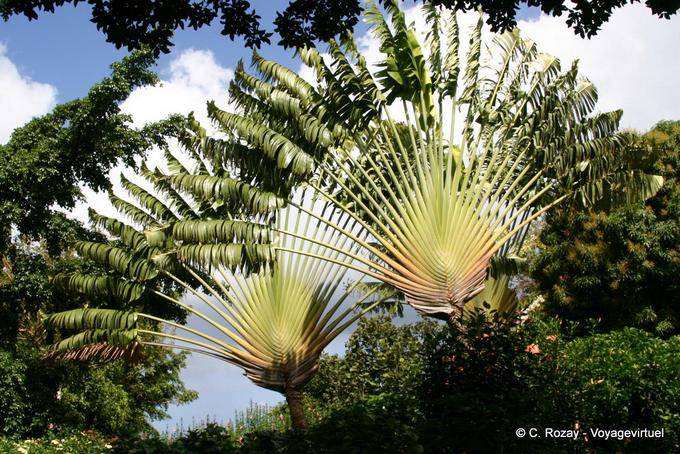 Árbol del viajero (Ravenala madagascariensis) Deshaies Jardín Botánico - Guadalupe