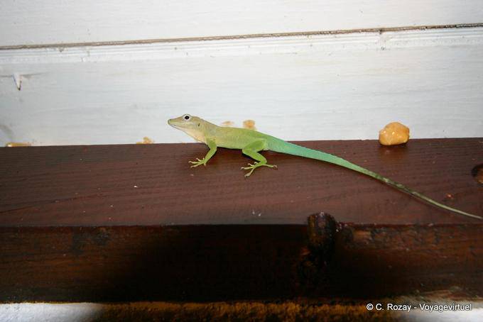 Lagarto en una juerga, Pointe-à-Pitre - Guadalupe