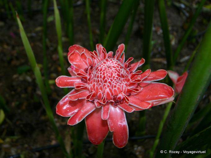 Una rosa de porcelana en el parque Deshaies - Guadalupe