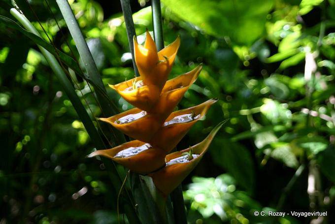 Caribaea Heliconia amarillo o balisier Caribe, Guadalupe - Guadalupe