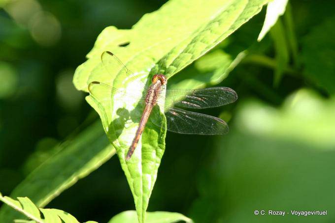 Libélula (Odonata anisopteran), Guadalupe - Guadalupe