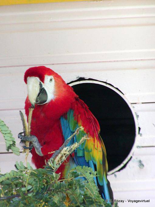 Loro Guacamayo escarlata o Ara macao, Parque Deshaies - Guadalupe