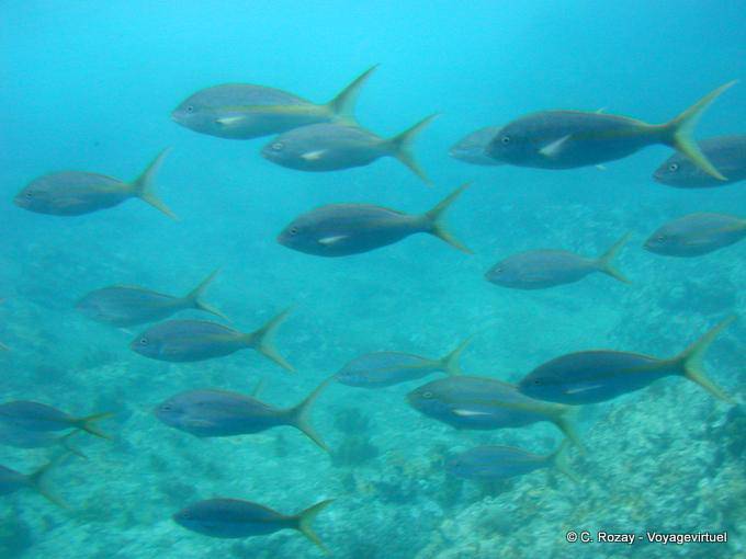 Ambiente submarino, Malendure buceo - Guadalupe