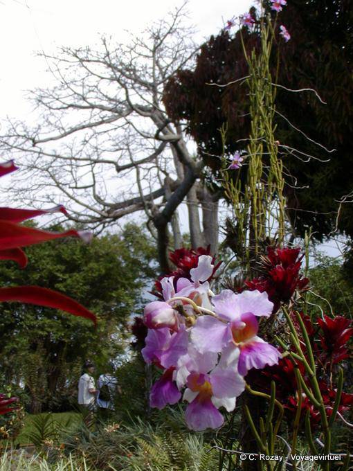 Orquídeas en las Deshaies florales y animales del parque - Guadalupe