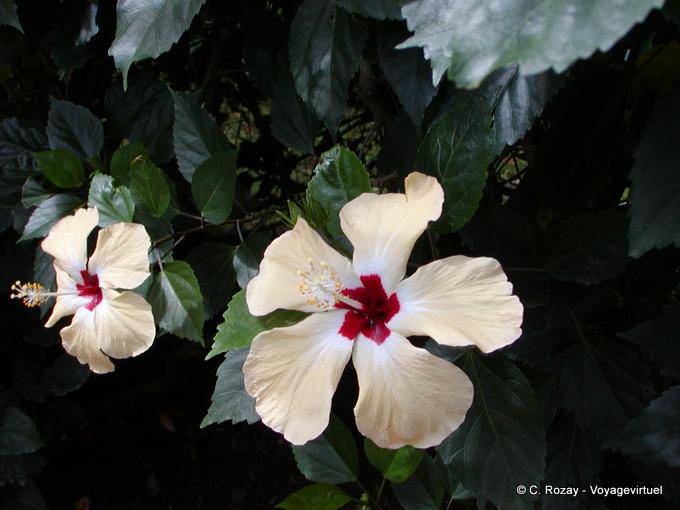 Flores de hibisco, familia malva, Deshaies Jardín Botánico - Guadalupe