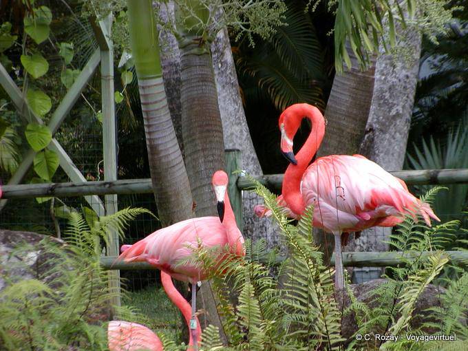 Flamencos del Caribe (Phoenicopterus ruber), Jardín de Deshaies - Guadalupe
