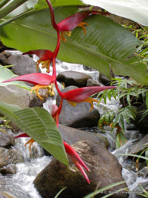 Flores Balisier a la orilla del arroyo, jardín Deshaies - Guadalupe