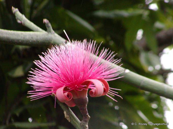 Flor Bombax ceiba (cheque), Deshaies, jardín botánico - Guadalupe