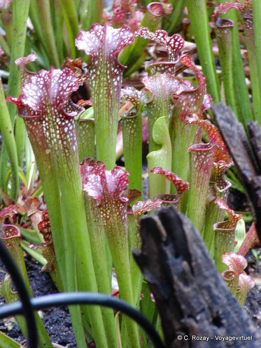 Las plantas carnívoras en el Jardín Botánico de Deshaies - Guadalupe