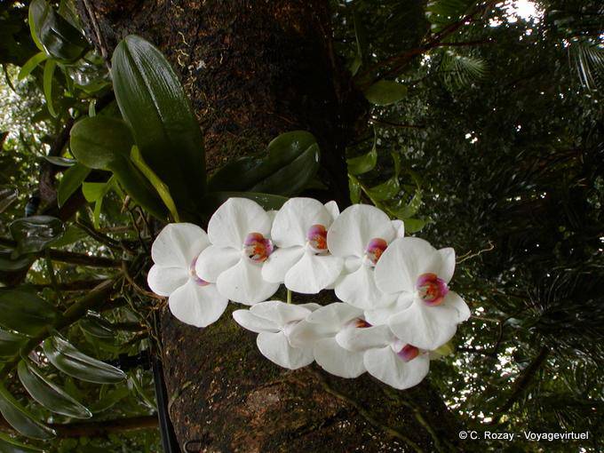 Rama de orquídeas blancas que disfrutan de un árbol, jardín Deshaies - Guadalupe