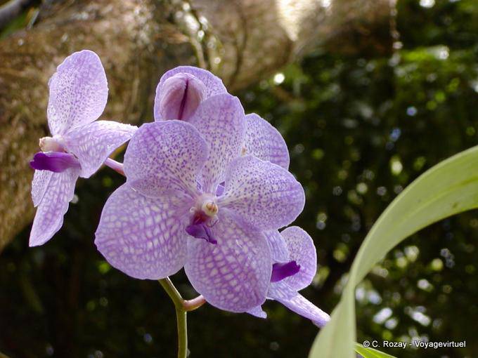 Concéntrese en orquídeas moradas, Jardín Botánico de Deshaies - Guadalupe