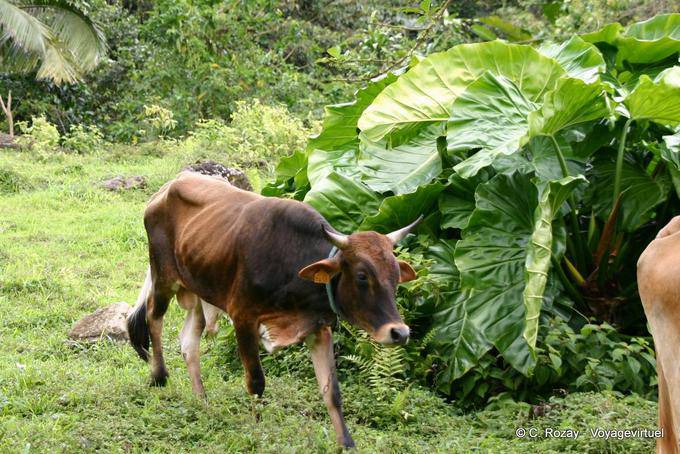 Un toro en la campaña de Guadalupe - Guadalupe